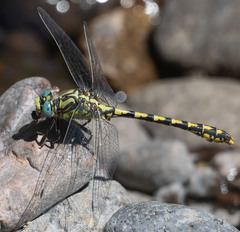 Ophiogomphus morrisoni