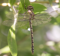 Ophiogomphus morrisoni