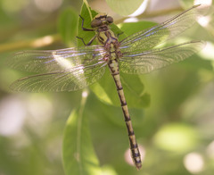 Ophiogomphus morrisoni