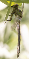 Ophiogomphus morrisoni