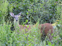 Odocoileus virginianus