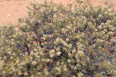 Hakea collina