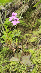 Pinguicula moranensis