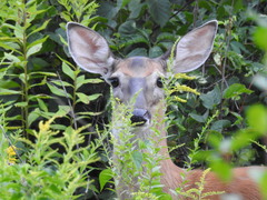 Odocoileus virginianus