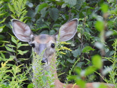 Odocoileus virginianus