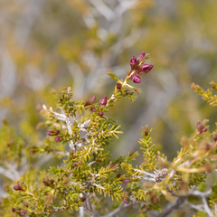 Homalocalyx polyandrus
