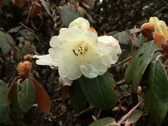 Rhododendron tsariense