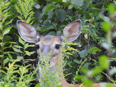 Odocoileus virginianus