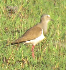 Vanellus melanopterus minor