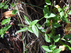 Rhinotropis californica