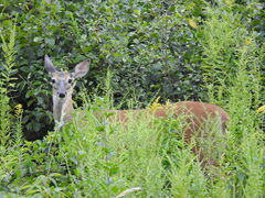 Odocoileus virginianus