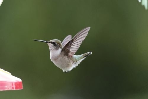 Ruby-throated Hummingbird photographed in Massachusetts