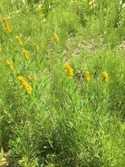 Solidago elongata