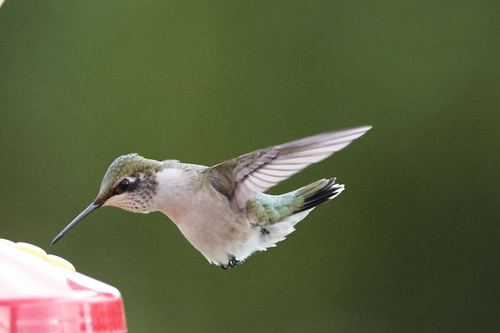 Ruby-throated Hummingbird, photo 7 of 10