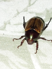 Paranomala cincta