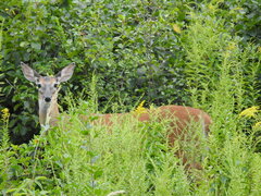 Odocoileus virginianus