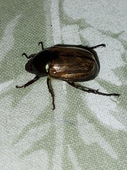 Paranomala cincta