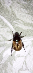 Paranomala cincta