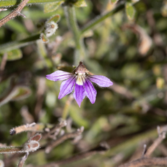 Scaevola depauperata