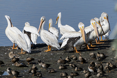 Pelecanus erythrorhynchos
