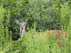 Odocoileus virginianus
