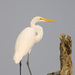 American Great Egret - Photo (c) Greg Lasley, some rights reserved (CC BY-NC), uploaded by Greg Lasley