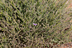 Scaevola depauperata