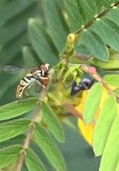 Toxomerus marginatus