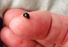 Exochomus quadripustulatus