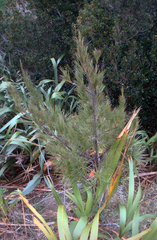 Dracophyllum arboreum