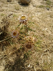 Carlina macrocephala