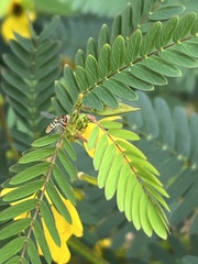 Toxomerus marginatus