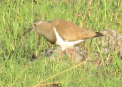 Vanellus melanopterus minor