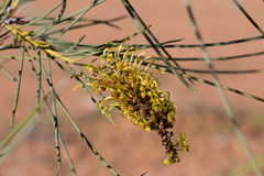 Hakea chordophylla
