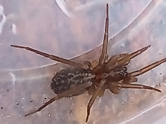 Xeropigo