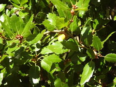 Quercus parvula