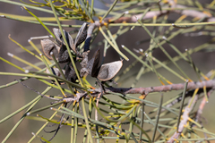 Hakea chordophylla
