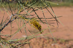 Hakea chordophylla