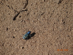 Cicindela coerulea nitida