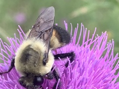 Bombus griseocollis