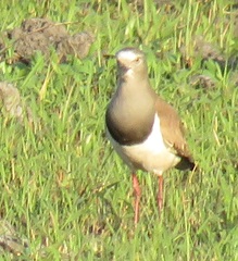 Vanellus melanopterus minor