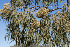 Corymbia terminalis
