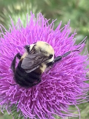 Bombus griseocollis