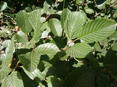 Rhamnus alpina
