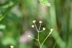 Donnellsmithia juncea