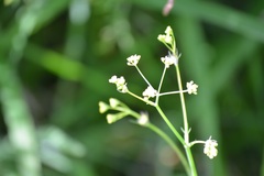 Donnellsmithia juncea
