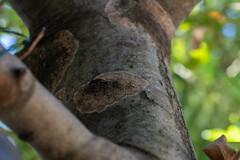 Septobasidium orbiculare