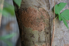 Septobasidium orbiculare