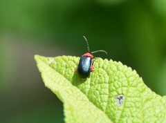 Asphaera abdominalis