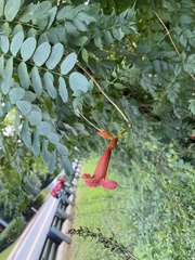 Campsis radicans